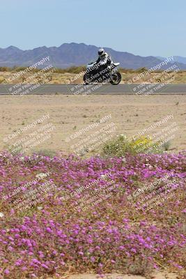 media/Mar-12-2023-SoCal Trackdays (Sun) [[d4c8249724]]/Turn 15 Inside Bloom (130pm)/